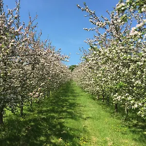  Luxury tent Bowhayes Farm - & Glamping - Bell Tents - Cider Orchard